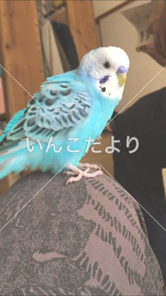 コメントの画像