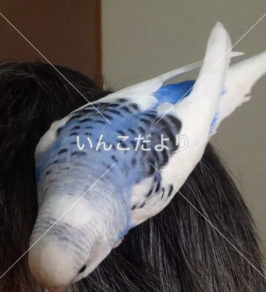 コメントの画像