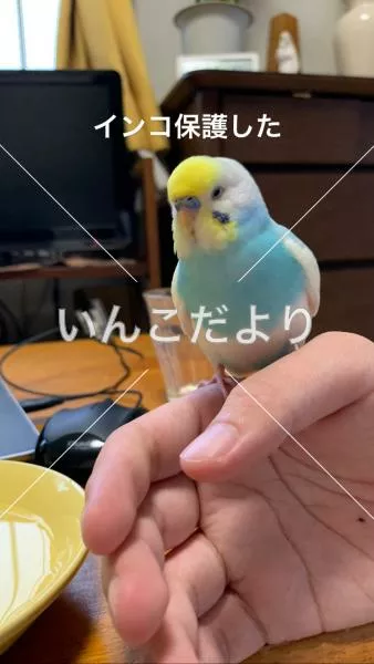 コメントの画像