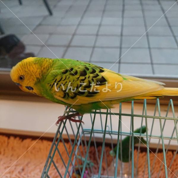 コメントの画像