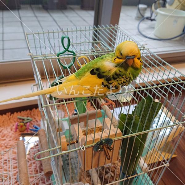 コメントの画像