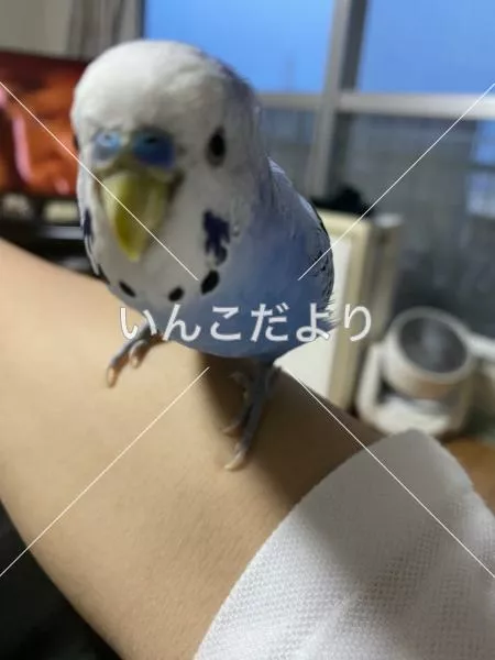 コメントの画像