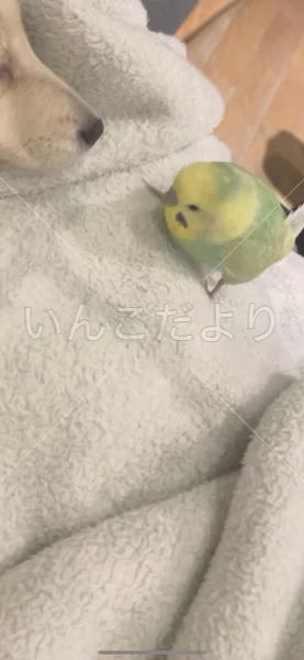 コメントの画像