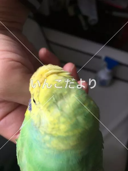 コメントの画像