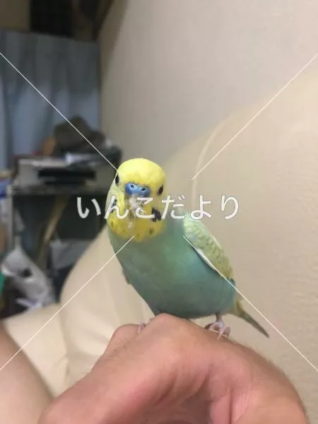 コメントの画像