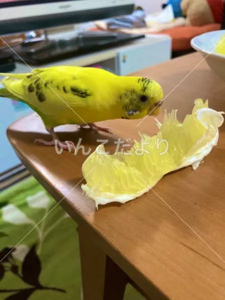 コメントの画像