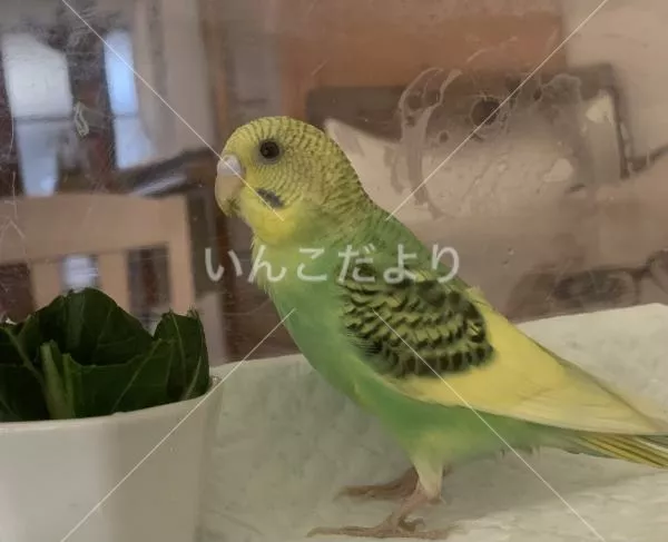 コメントの画像