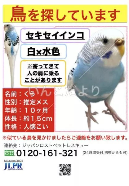 コメントの画像