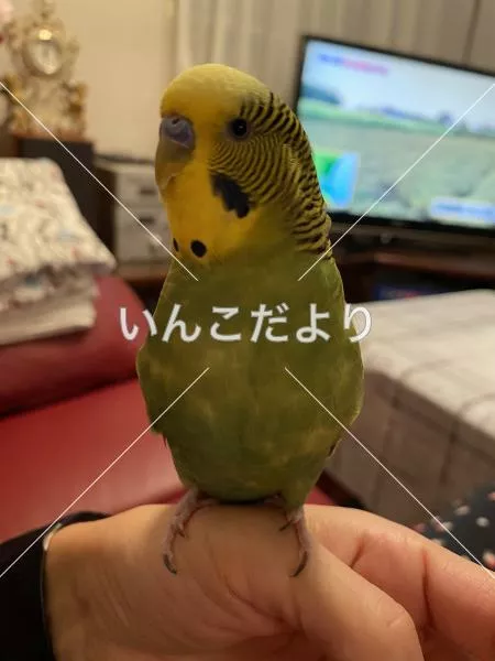 コメントの画像