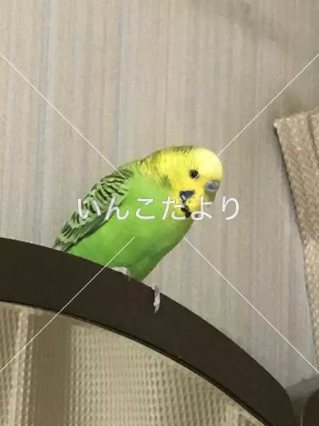 コメントの画像