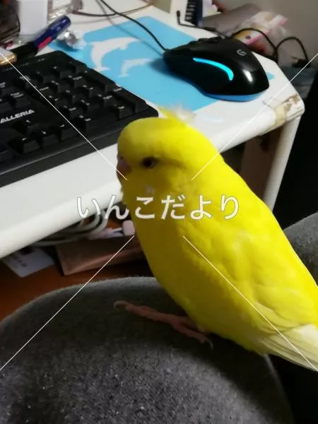 コメントの画像