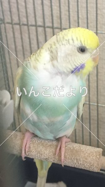 コメントの画像