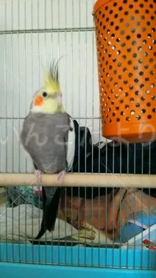 コメントの画像