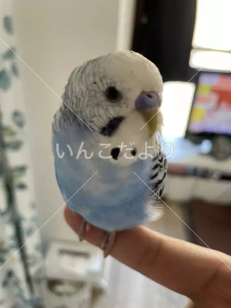 コメントの画像