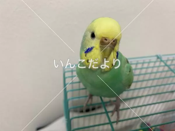 コメントの画像