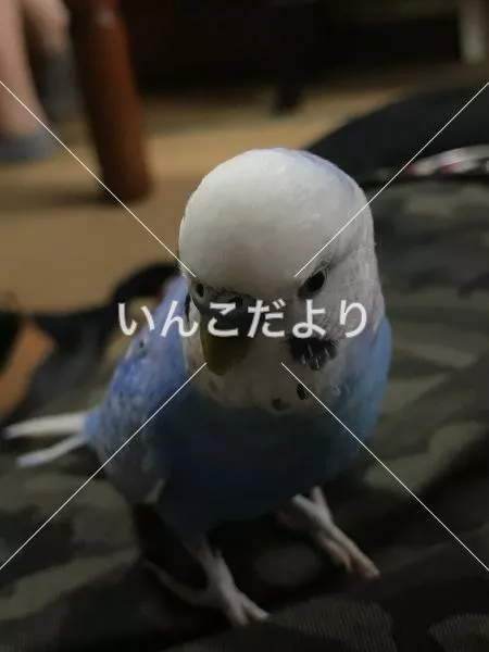 コメントの画像