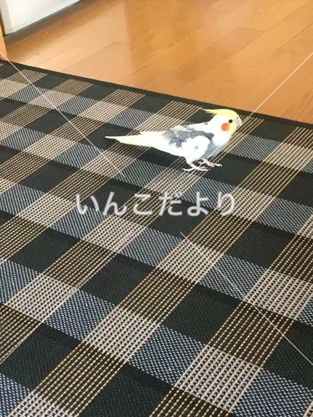 コメントの画像