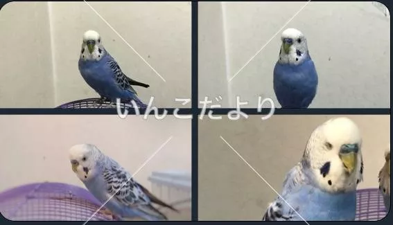 コメントの画像