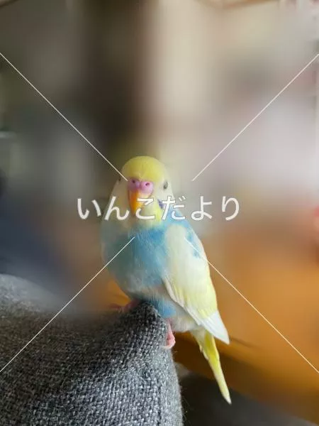 コメントの画像