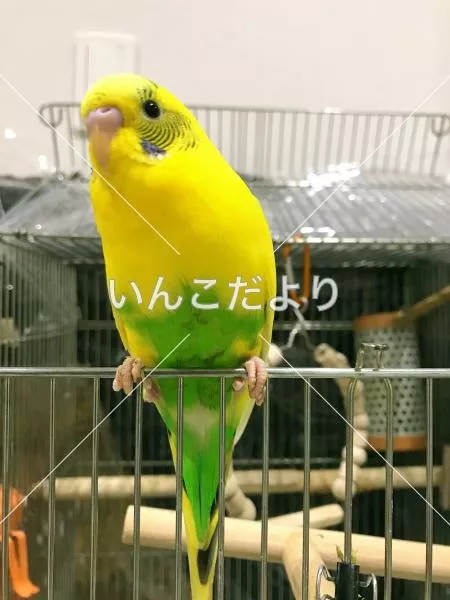 コメントの画像