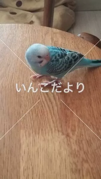 コメントの画像