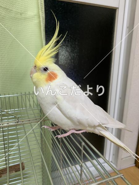 コメントの画像