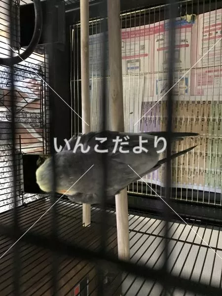 コメントの画像