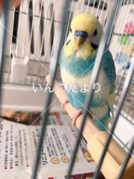 コメントの画像