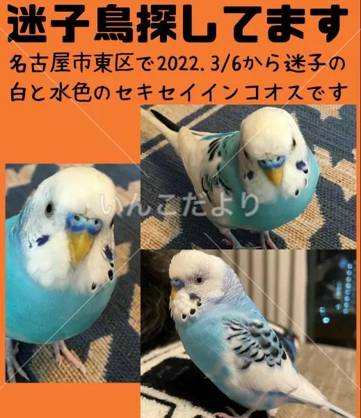 コメントの画像