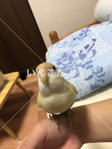 コメントの画像