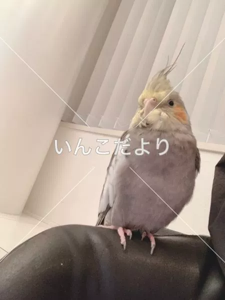 コメントの画像