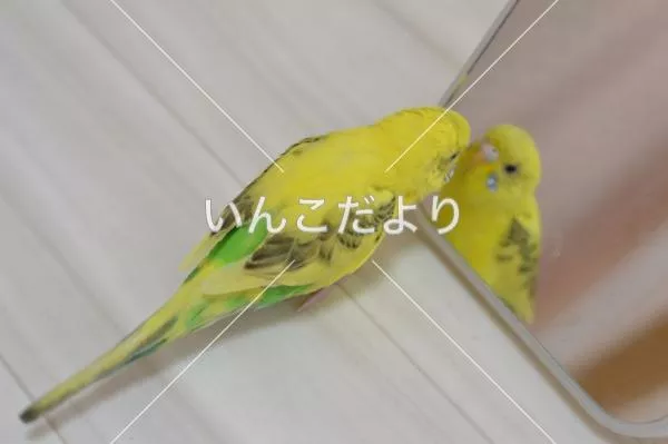 コメントの画像