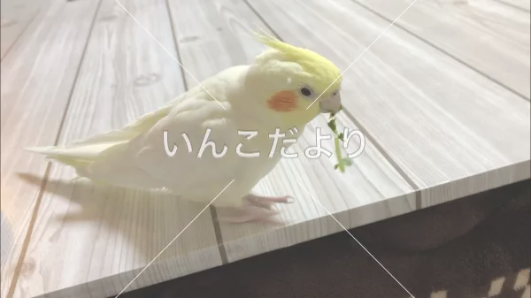 コメントの画像