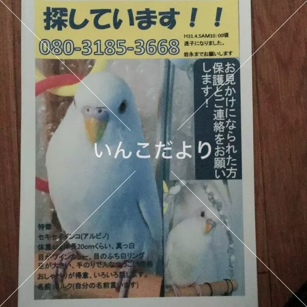 コメントの画像