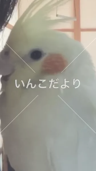 コメントの画像