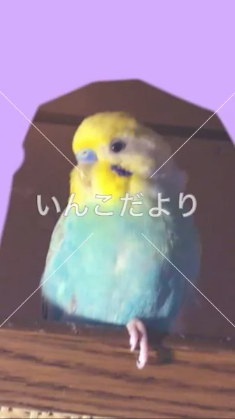 コメントの画像