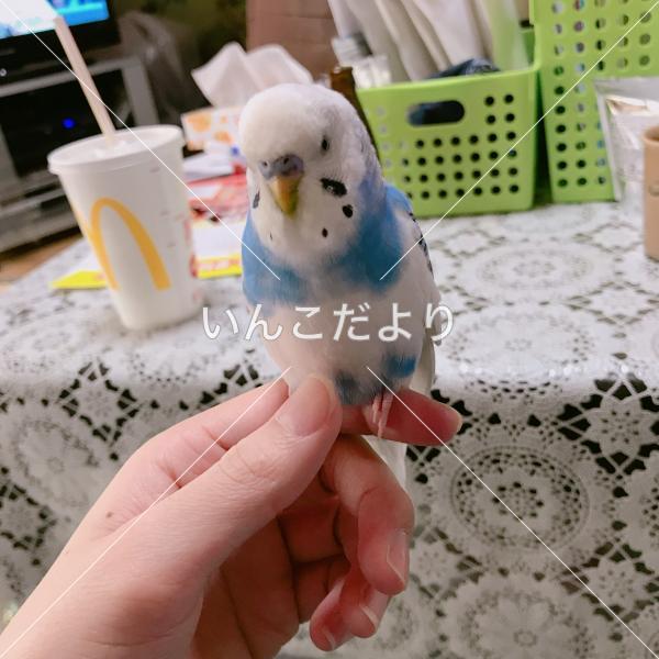 コメントの画像