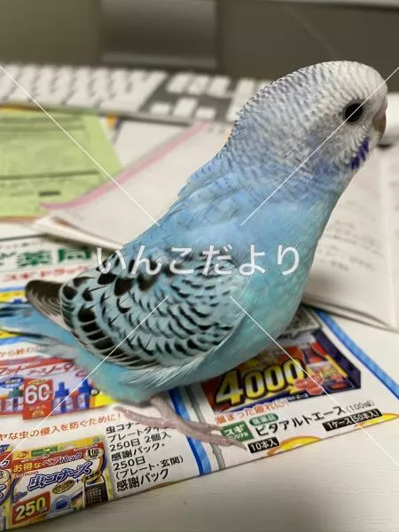 コメントの画像