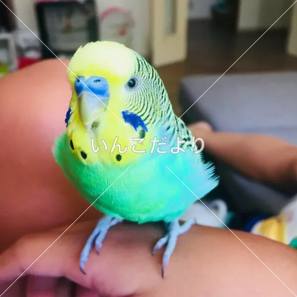 コメントの画像