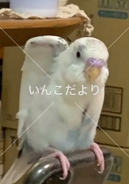 コメントの画像