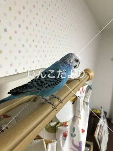 コメントの画像