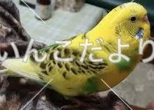 コメントの画像