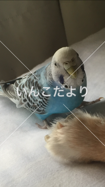 コメントの画像