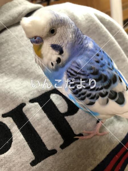 コメントの画像
