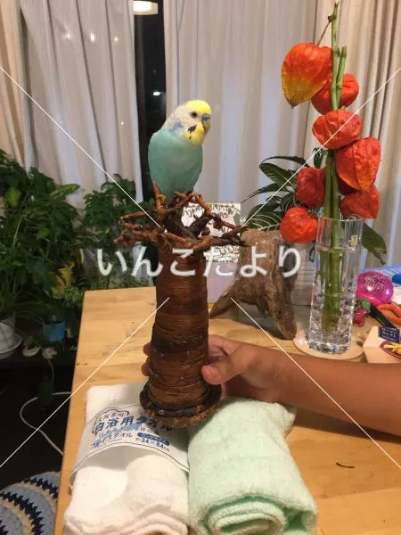 コメントの画像