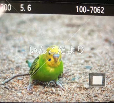 コメントの画像