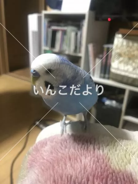 コメントの画像