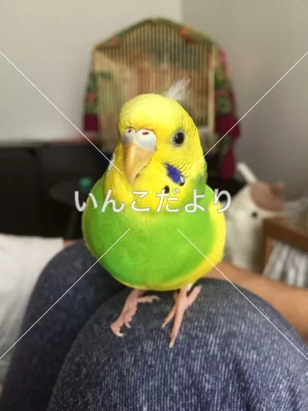 コメントの画像