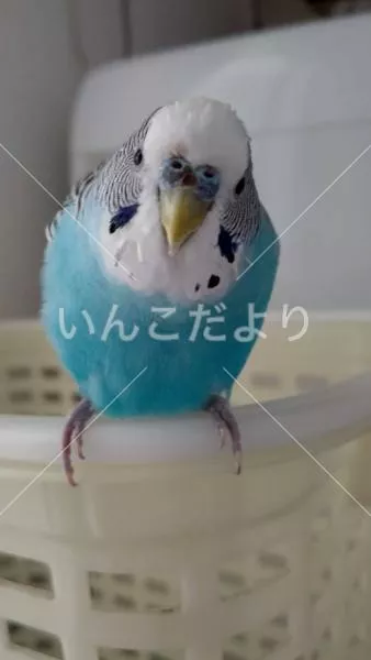 コメントの画像