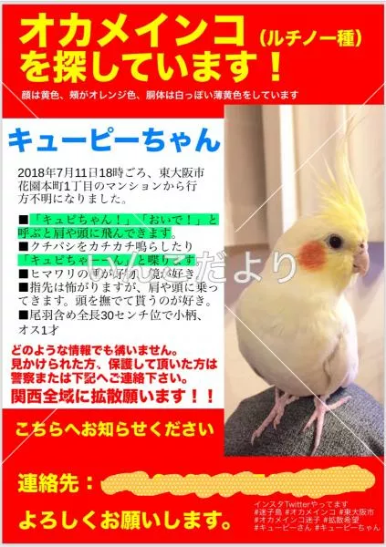 コメントの画像